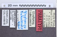 Etikette zu Glyphonyx liukuiensis (NHMW-ZOO-COL-0008516)